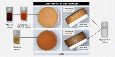 Graphical abstract: High-performance bilayer composites for the replacement of osteochondral defects