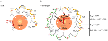 Graphical abstract: Catalytic oxidation of formaldehyde over a Au@Co3O4 nanocomposite catalyst enhanced by visible light: moisture indispensability and reaction mechanism