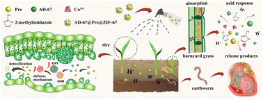 Graphical abstract: A MOF-based pH-responsive dual controlled-release system for herbicide pretilachlor and safener AD-67 delivery that enhances the herbicidal efficacy and reduces side effects