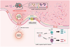 Graphical abstract: Isomaltulose alleviates acute colitis via modulating gut microbiota and the Treg/Th17 balance in mice