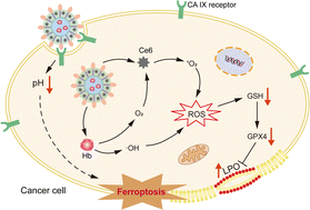 Graphical abstract: Carbonic anhydrase IX-targeted nanovesicles potentiated ferroptosis by remodeling the intracellular environment for synergetic cancer therapy