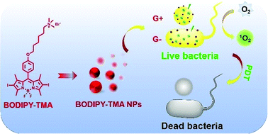 Graphical abstract: A cationic BODIPY photosensitizer decorated with quaternary ammonium for high-efficiency photodynamic inhibition of bacterial growth