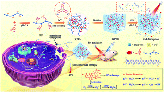Graphical abstract: Fabrication of injectable hydrogels from an anticancer peptide for local therapeutic delivery and synergistic photothermal–chemotherapy