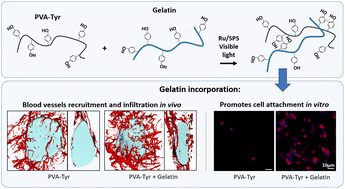 Graphical abstract: Pristine gelatin incorporation as a strategy to enhance the biofunctionality of poly(vinyl alcohol)-based hydrogels for tissue engineering applications