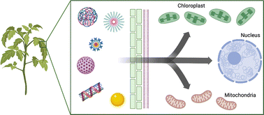 Graphical abstract: Organelle-targeted gene delivery in plants by nanomaterials