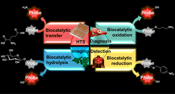 Graphical abstract: Visual monitoring of biocatalytic processes using small molecular fluorescent probes: strategies-mechanisms-applications