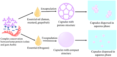 Graphical abstract: Encapsulation of essential oils using hemp protein isolate–gum Arabic complex coacervates and evaluation of the capsules