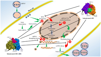 Graphical abstract: Multifaceted mutational immunotherapeutic approach to design therapeutic mAbs to combat monkeypox disease via integrated screening algorithms and antibody engineering