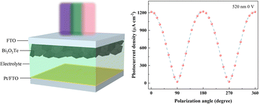 Graphical abstract: A high-performance and self-powered polarization-sensitive photoelectrochemical-type Bi2O2Te photodetector based on a quasi-solid-state gel electrolyte