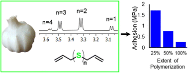 Graphical abstract: Allyl sulfides in garlic oil initiate the formation of renewable adhesives