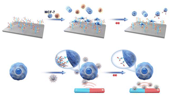 Graphical abstract: Dynamic display of cell targeting motifs via natural glycopeptide recognition for cancer cell isolation