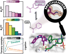 Graphical abstract: Tracking the mechanism of covalent molecular glue stabilization using native mass spectrometry