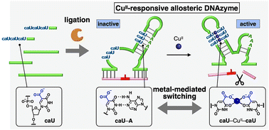 Graphical abstract: Ligase-mediated synthesis of CuII-responsive allosteric DNAzyme with bifacial 5-carboxyuracil nucleobases
