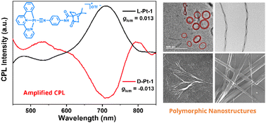 Graphical abstract: Supramolecular polymerization of chiral platinum(ii) complexes: transformable nanoassemblies and their amplified circularly polarized luminescence