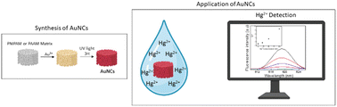 Graphical abstract: Synthesis and characterization of fluorescent gold clusters encapsulated in PNIPAM and PAAM hydrogels for selective detection of mercury in water