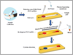 Graphical abstract: A paper-based point-of-care device for the detection of cysteine using gold nanoparticles from whole blood