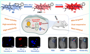 Graphical abstract: A mitochondria-specific NIR fluorescence probe for dual-detection of sulfur dioxide and viscosity in living cells and mice