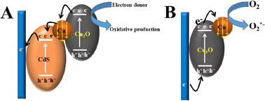 Graphical abstract: A magnetic plasma Fe3O4@Cu@Cu2O photoelectrochemical sensor for the detection of fumonisin B1