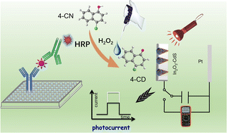 Graphical abstract: Digital multimeter-based portable photoelectrochemical immunoassay with enzyme-catalyzed precipitation for screening carbohydrate antigen 125
