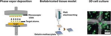 Graphical abstract: Biofabricated tissue model for determining biocompatibility of metallic coatings