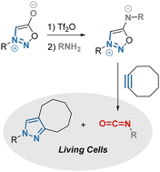 Graphical abstract: Synthesis of sydnonimines from sydnones and their use for bioorthogonal release of isocyanates in cells