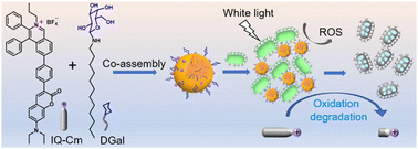 Graphical abstract: Self-degradable photosensitizer exhibiting bacterial agglutination and membrane insertion toward safe photodynamic ablation