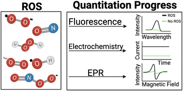 Graphical abstract: Progress and limitations in reactive oxygen species quantitation