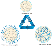Graphical abstract: Development of xanthan gum-based solid desiccants for the extraction of water vapors from humid air