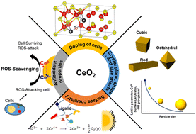 Graphical abstract: Two decades of ceria nanoparticle research: structure, properties and emerging applications