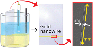 Graphical abstract: Single gold nanowires with ultrahigh (>104) aspect ratios by triphasic electrodeposition