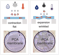 Graphical abstract: Multi-responsive poly-catecholamine nanomembranes