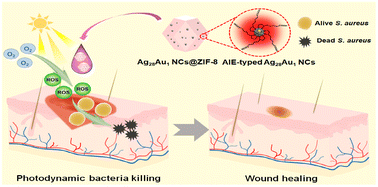 Graphical abstract: Embedding AIE-type Ag28Au1 nanoclusters within ZIF-8 for improved photodynamic wound healing through bacterial eradication