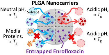 Graphical abstract: Evaluation of drug release from polymeric nanoparticles in simulated saliva and gastric media by asymmetric flow field–flow fractionation (AF4)