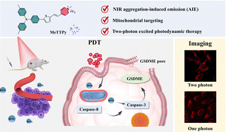 Graphical abstract: Enhancing photodynamic therapy for cancer: a two-photon excited approach with a novel mitochondrial-targeted photosensitizer