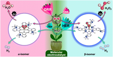 Graphical abstract: Switchable molecular electrocatalysis