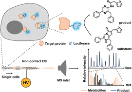 Graphical abstract: Multi-dimensional bio mass cytometry: simultaneous analysis of cytoplasmic proteins and metabolites on single cells