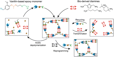Graphical abstract: Chemically recyclable and reprogrammable epoxy thermosets derived from renewable resources