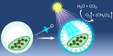 Graphical abstract: Balancing UV-to-blue light conversion by membrane-embedded AIE antennas for enhanced photosynthesis