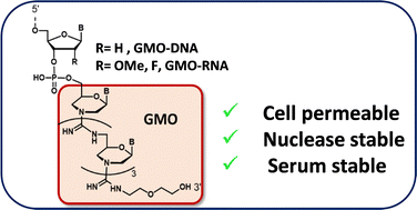 Graphical abstract: Guanidinium-linked morpholino-siRNA chimera: synthesis, biophysical properties and in vitro activity