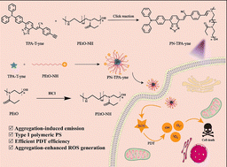 Graphical abstract: A poly(2-ethyl-2-oxazoline)-based AIE-active photosensitizer with aggregation-enhanced reactive oxygen species for efficient photodynamic therapy