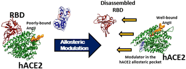 Graphical abstract: Modulating functional allostery of the host-cell receptor protein hACE2 to inhibit viral entry of SARS-CoV-2