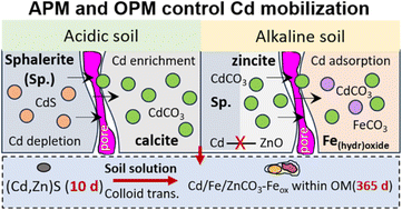 Graphical abstract: Carbonate-hosted sphalerite weathering regulates cadmium mobilization in soils