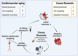 Graphical abstract: Cocoa flavanols alleviate early diastolic dysfunction by decreasing left atrial volume in a randomized double blinded trial in healthy older individuals