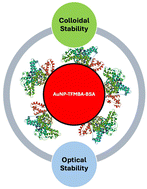 Graphical abstract: Stabilization of SERS nanotags by BSA: insights into protein conformational dynamics across pH environments