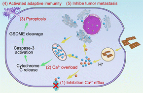 Graphical abstract: Calcium ion nanomodulators induce pyroptosis for tumor immunotherapy