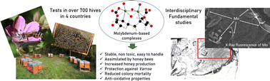 Graphical abstract: Feed supplementation with molybdenum complexes improves honey bee health