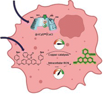 Graphical abstract: Encapsulating NHC–capped copper(i) complexes inside cyclodextrin for catalysis in living cells