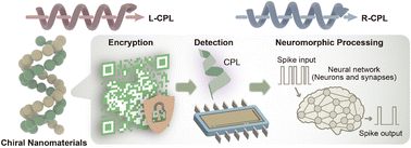 Graphical abstract: Circularly polarized-light-driven chiral optoelectronics: encoding, sensing, and neuromorphic processing from an information-flow perspective