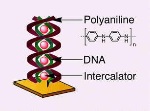 Electrocatalytic intercalator-induced winding of double-stranded DNA ...
