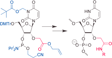 Oligonucleotides With 2 O carboxymethyl Group Synthesis And 2 